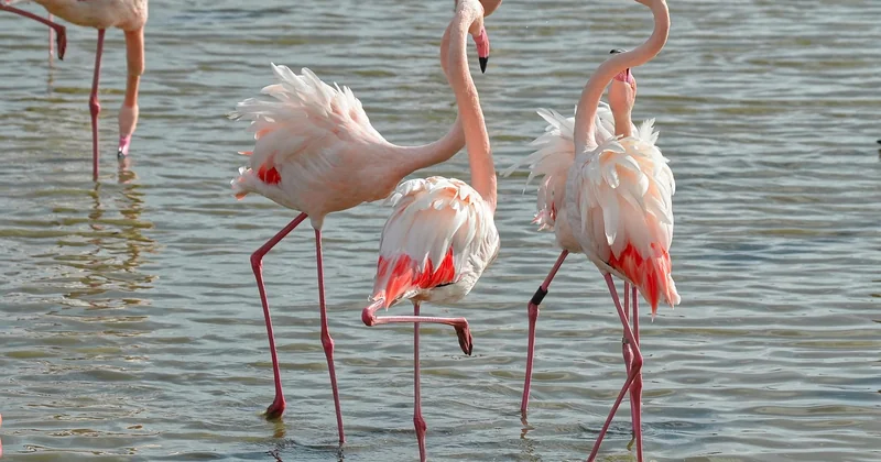 Où et quand observer les oiseaux en Camargue